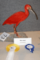 2008-ibis rosso